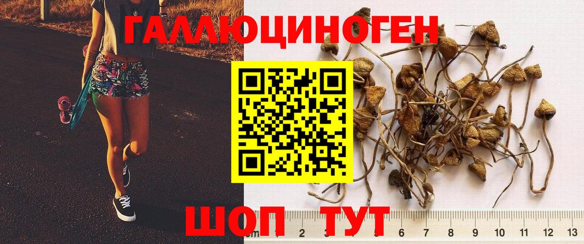 Киселёвск  Псилоцибиновые грибы Psilocybe  Вход с VPN 