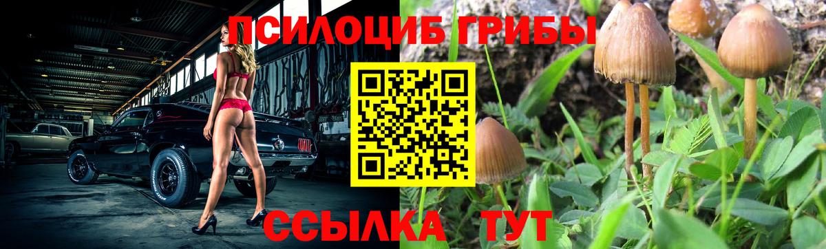Галлюциногенные грибы Psilocybine cubensis Киселёвск
